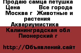 Продаю самца петушка › Цена ­ 700 - Все города, Москва г. Животные и растения » Аквариумистика   . Калининградская обл.,Пионерский г.